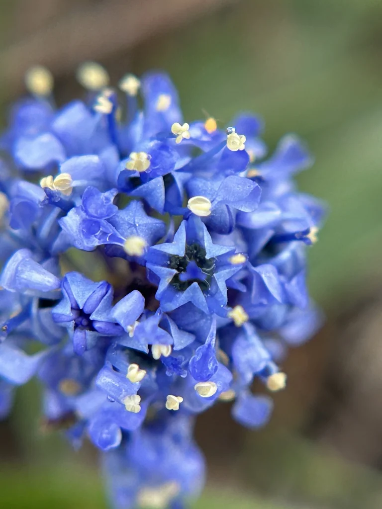Ceanothus Hearstiorum