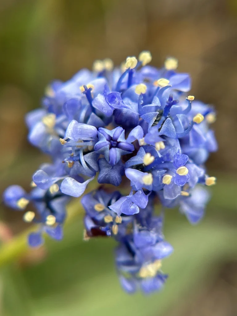 Ceanothus Hearstiorum