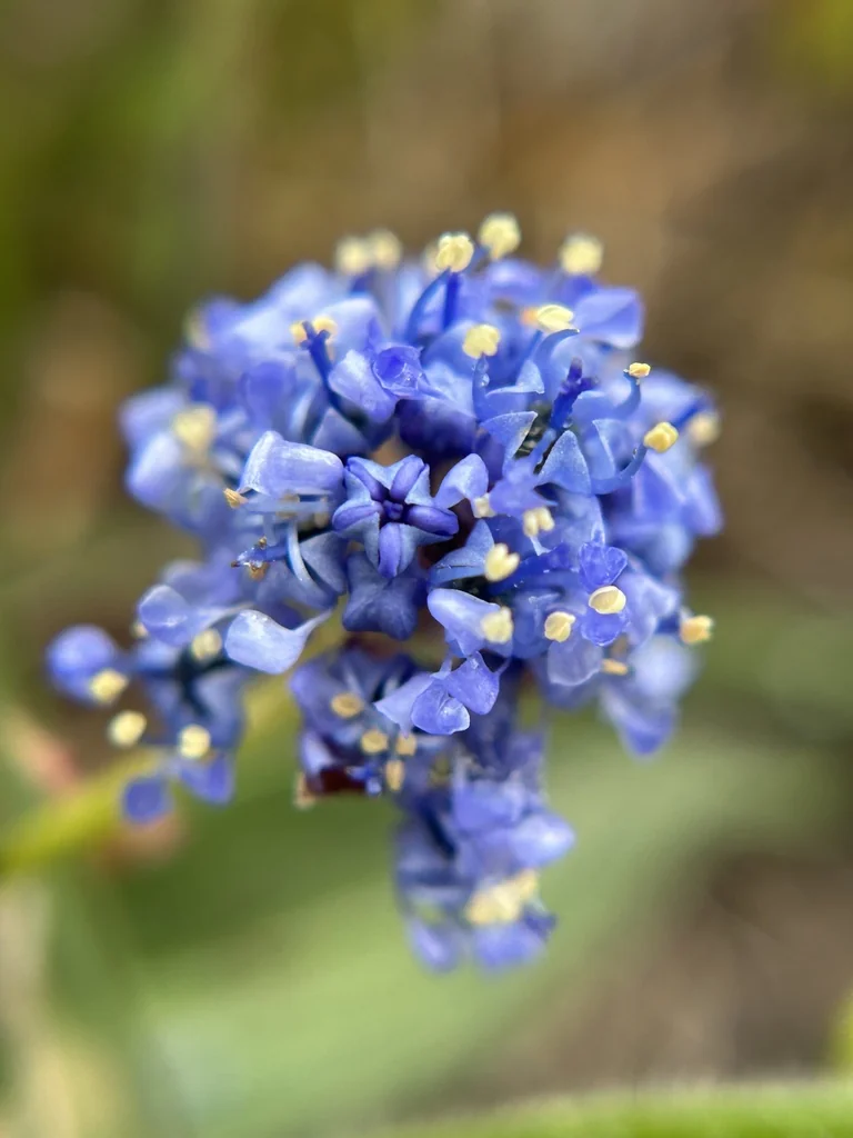 Ceanothus Hearstiorum