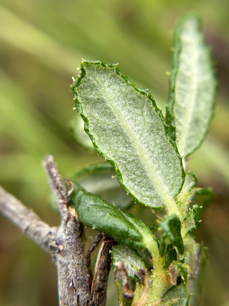 Ceanothus Hearstiorum