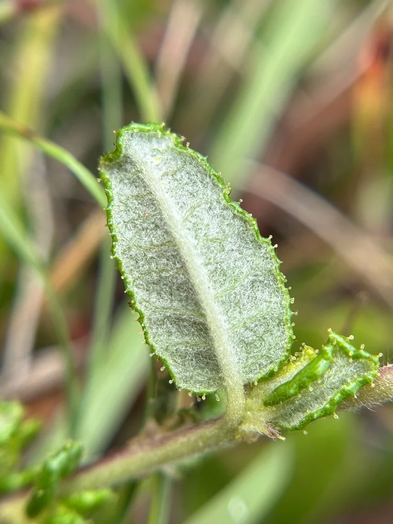 Ceanothus Hearstiorum