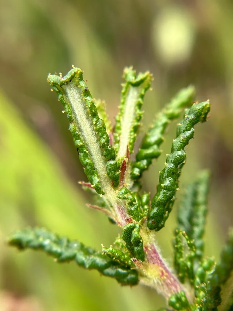 Ceanothus Hearstiorum