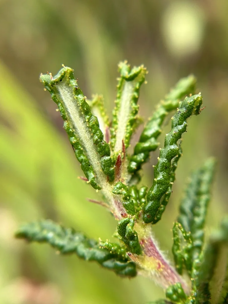 Ceanothus Hearstiorum
