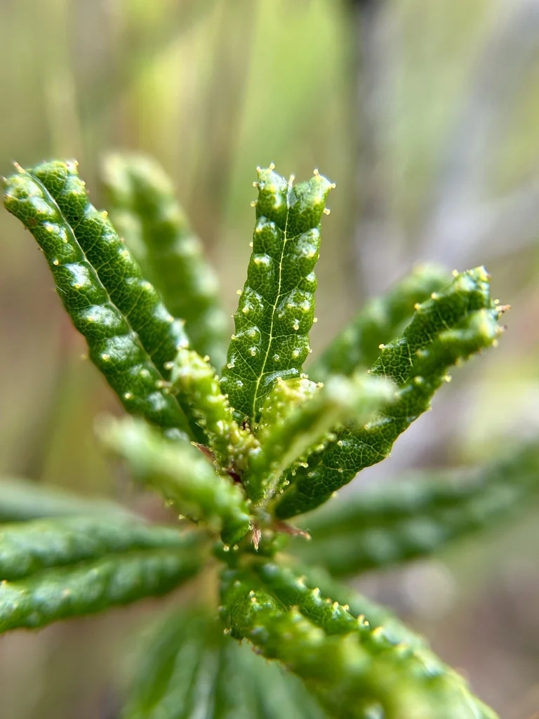 Ceanothus Hearstiorum