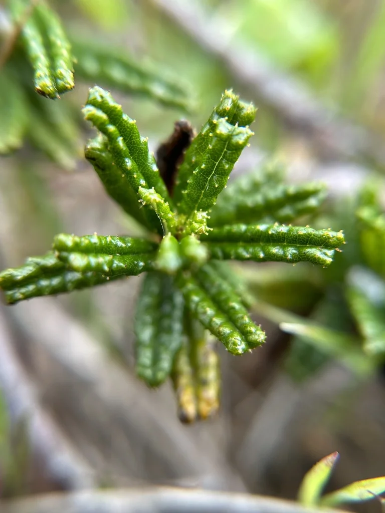 Ceanothus Hearstiorum