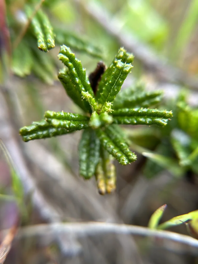 Ceanothus Hearstiorum