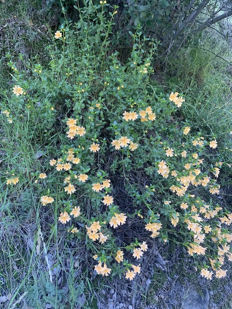 Diplacus Grandiflorus