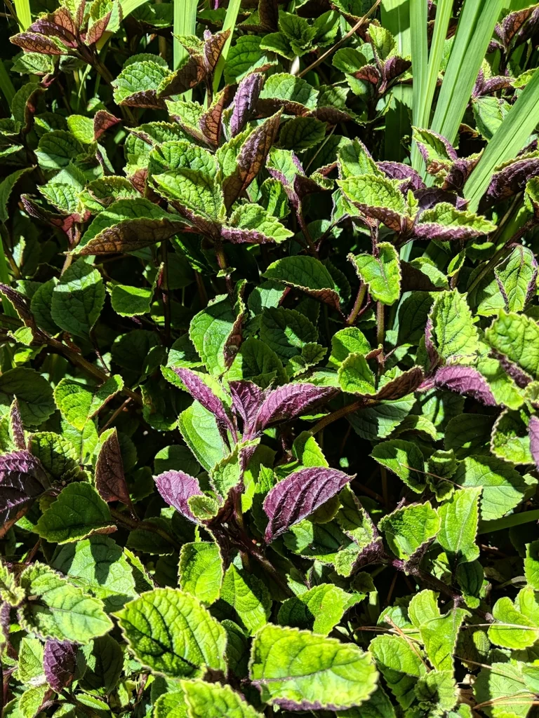 Plectranthus ciliatus