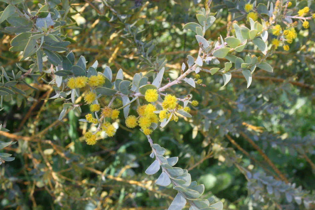 Acacia Cultriformis
