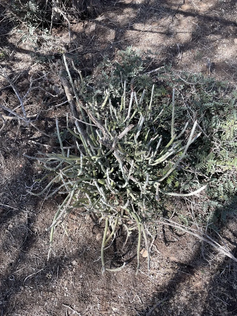 Senecio Anteuphorbium