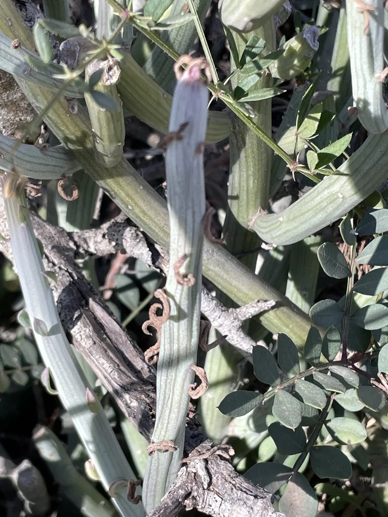 Senecio Anteuphorbium