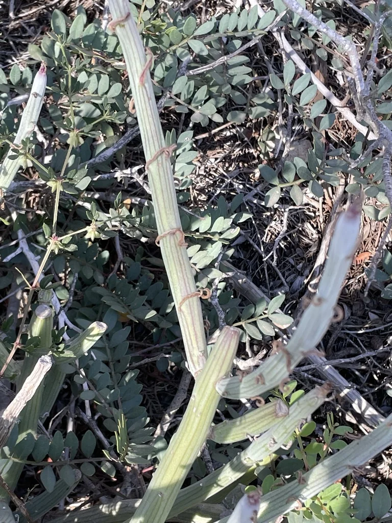 Senecio Anteuphorbium