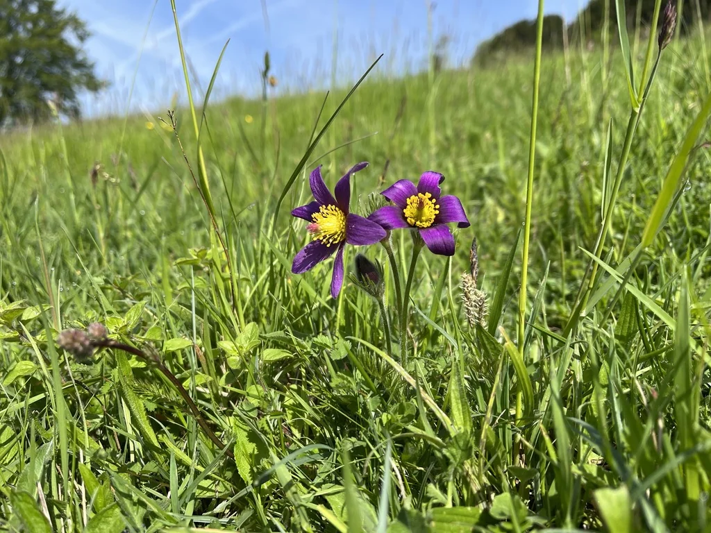 Pulsatilla Vulgaris