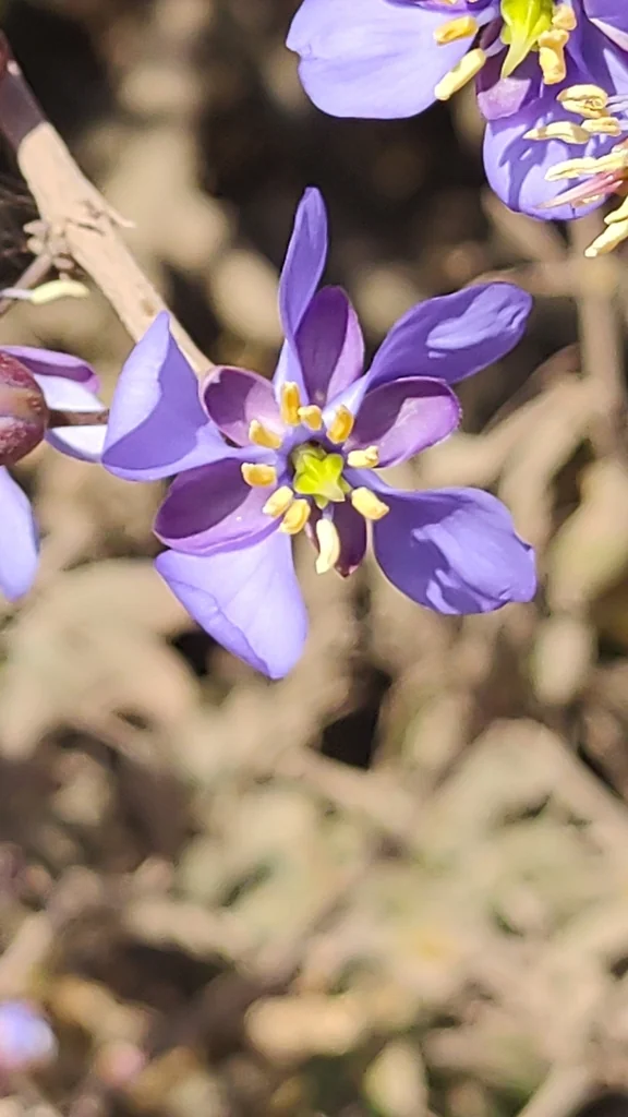 Guaiacum Coulteri