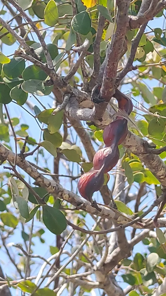 Caesalpinia Cacalaco