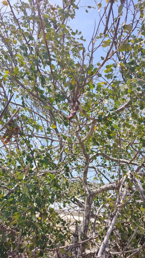 Caesalpinia Cacalaco