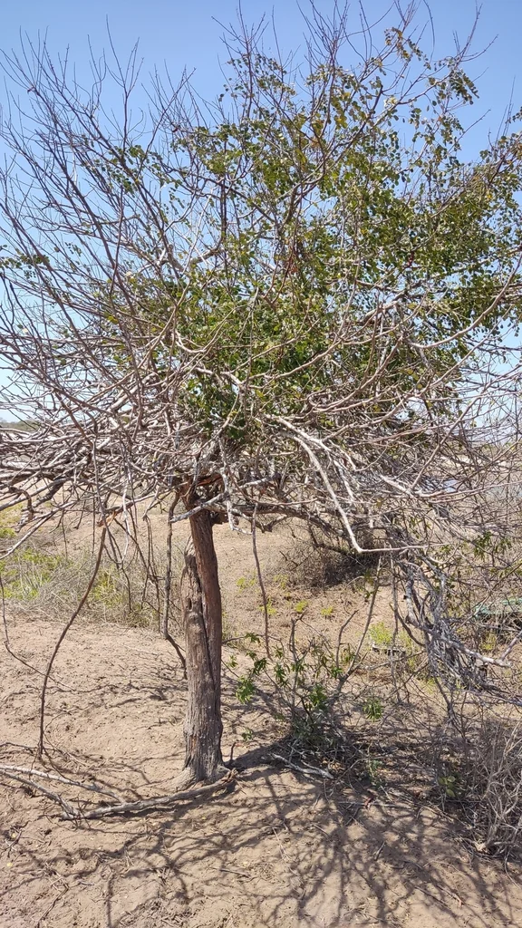 Caesalpinia Cacalaco