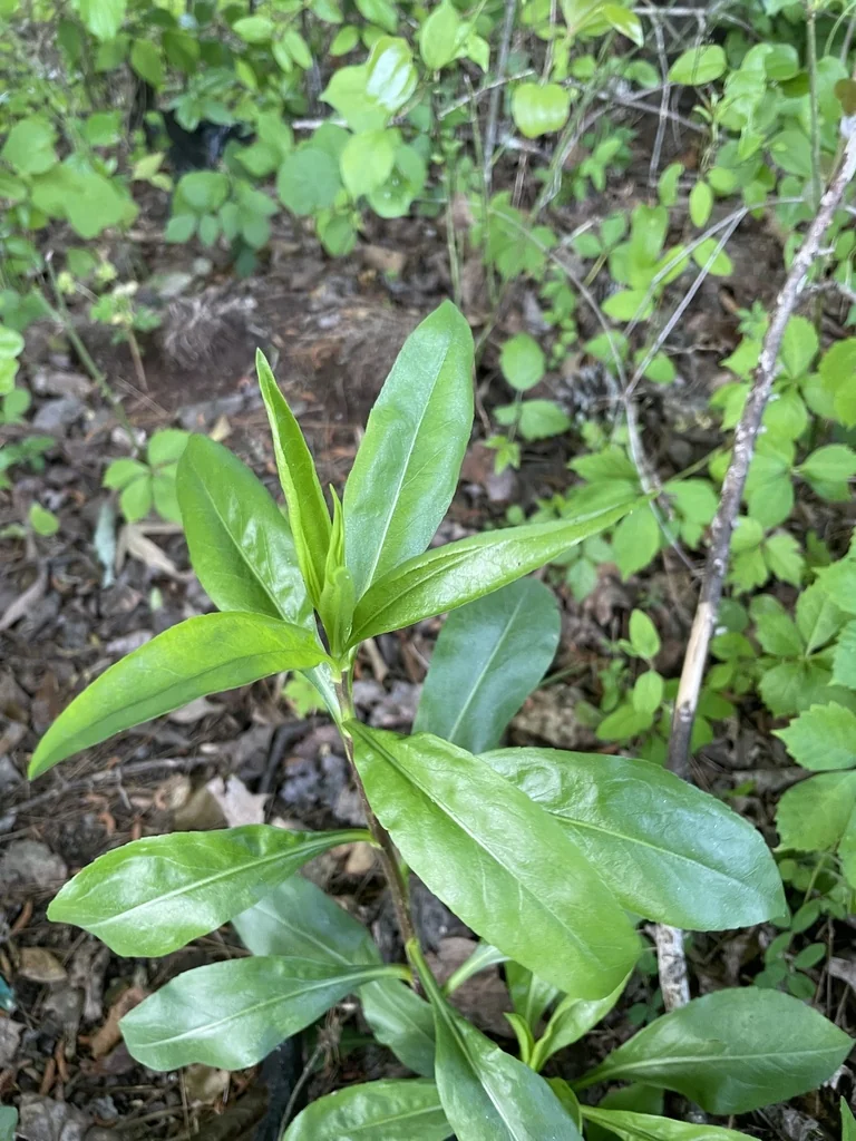Solidago Speciosa
