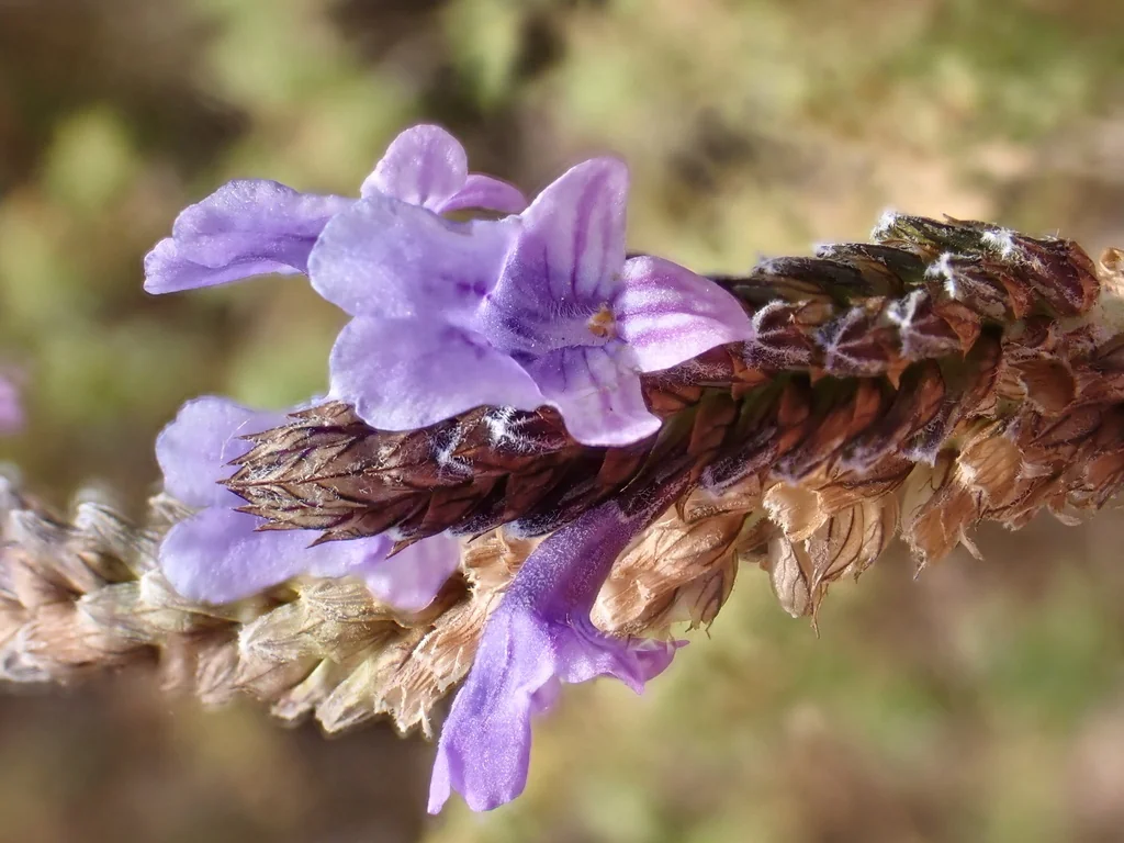 Lavandula Multifida