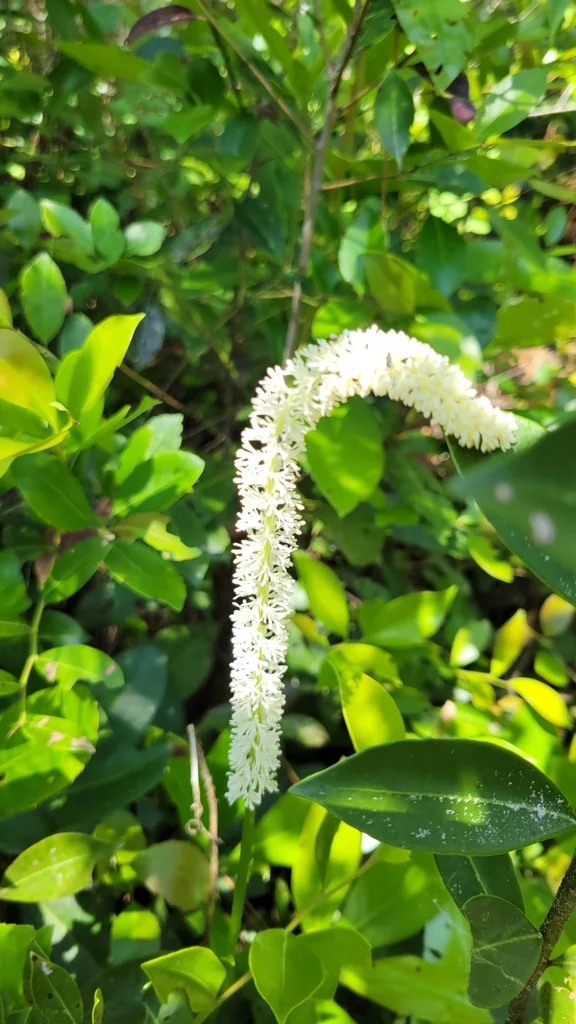 Chamaelirium Luteum