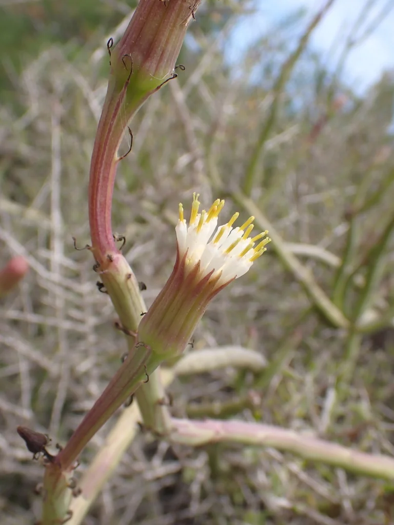 Senecio Anteuphorbium