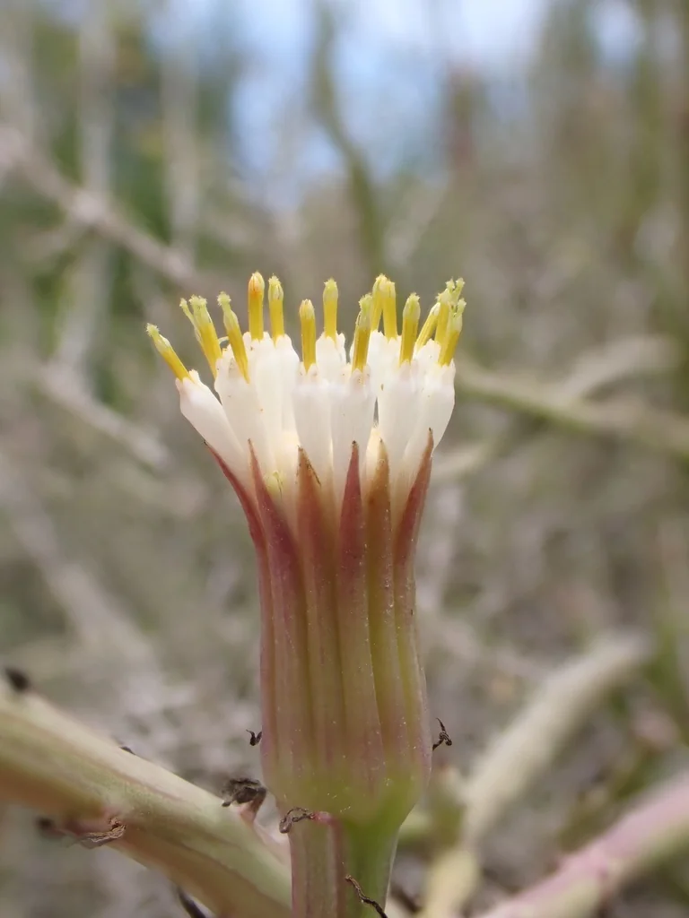 Senecio Anteuphorbium
