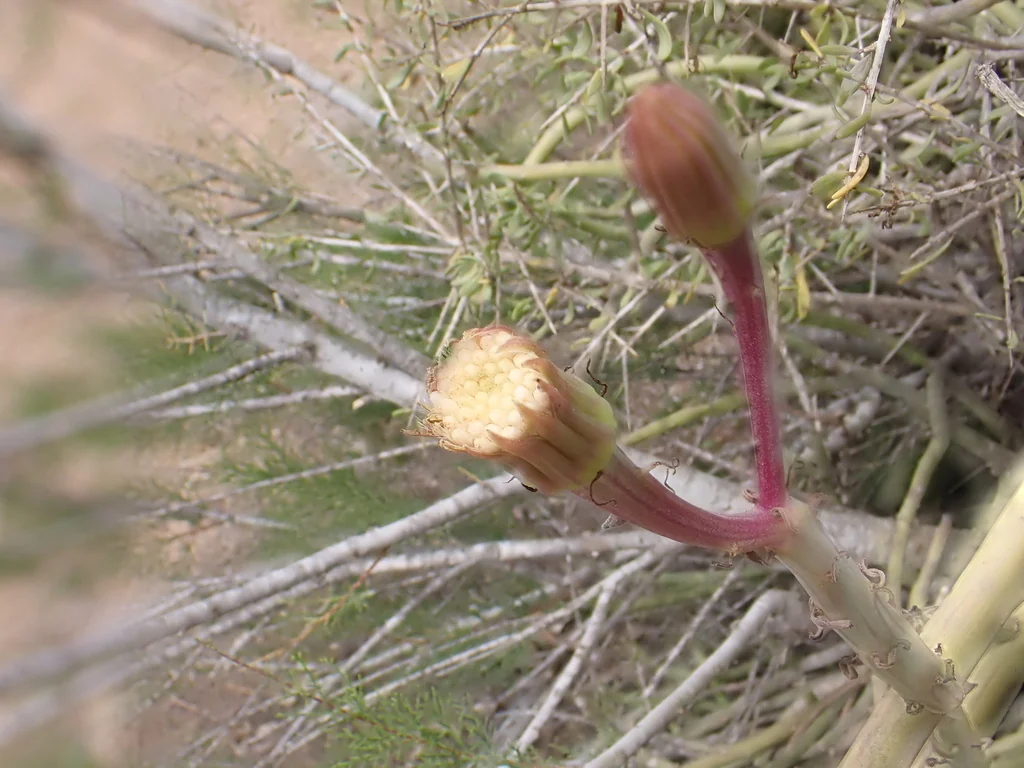 Senecio Anteuphorbium