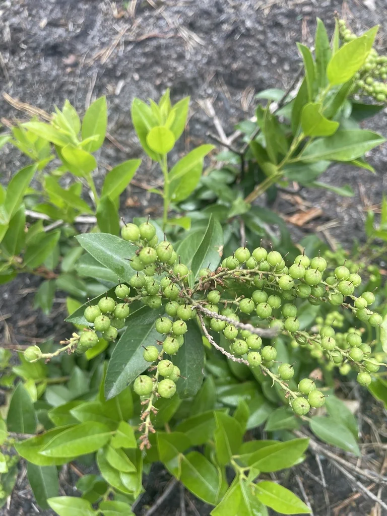 Pieris Floribunda