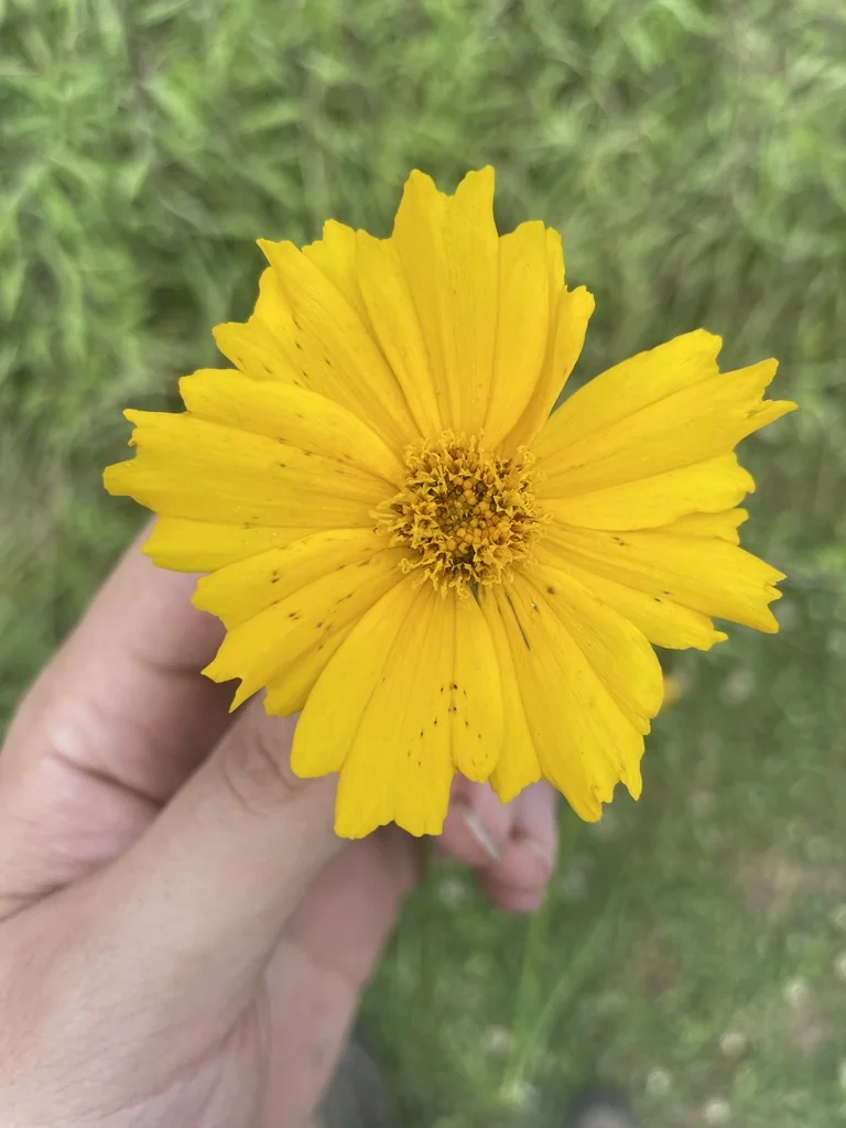 Coreopsis Grandiflora