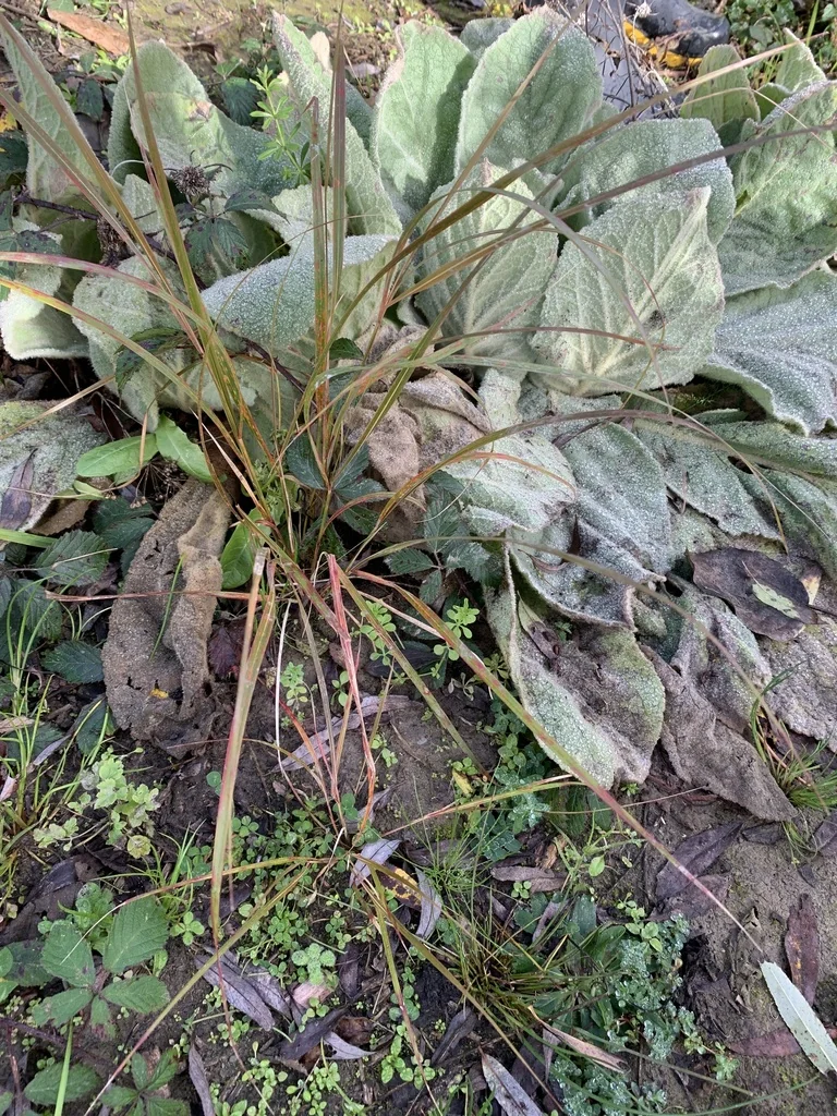 Anemanthele Lessoniana