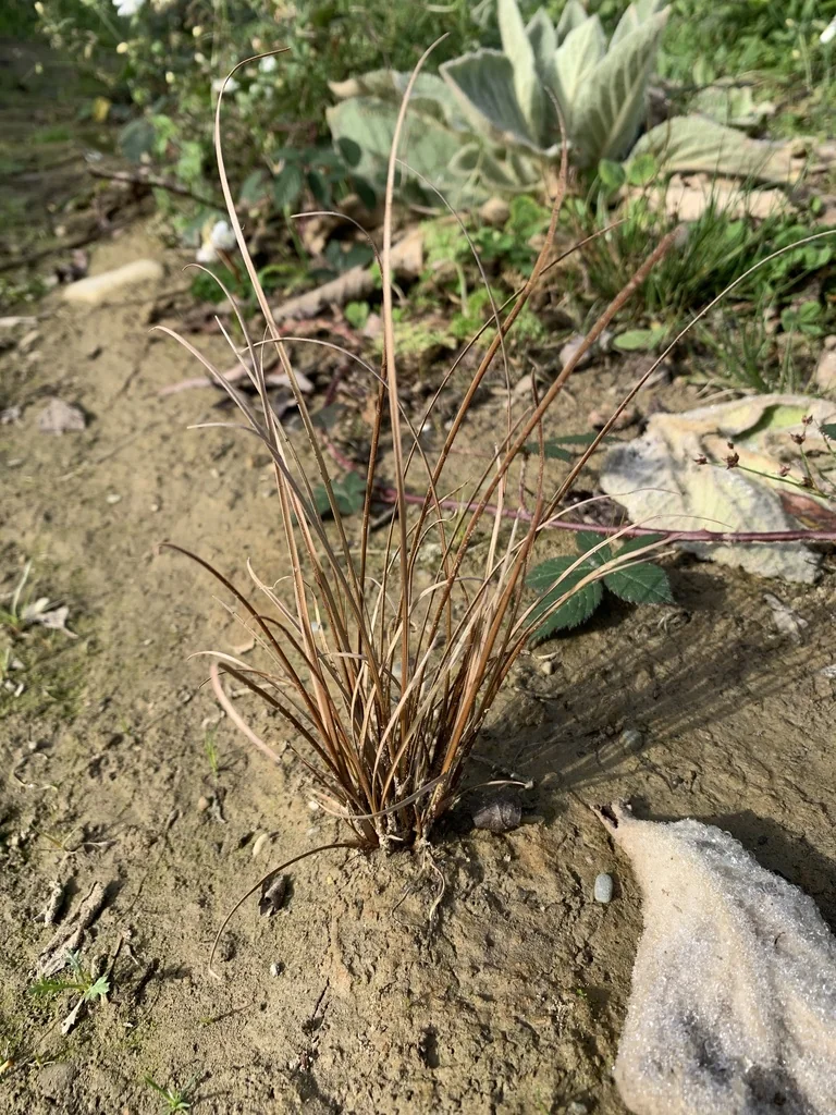 Carex Buchananii