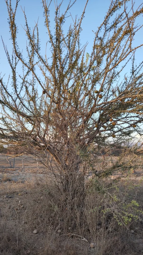Crescentia Alata
