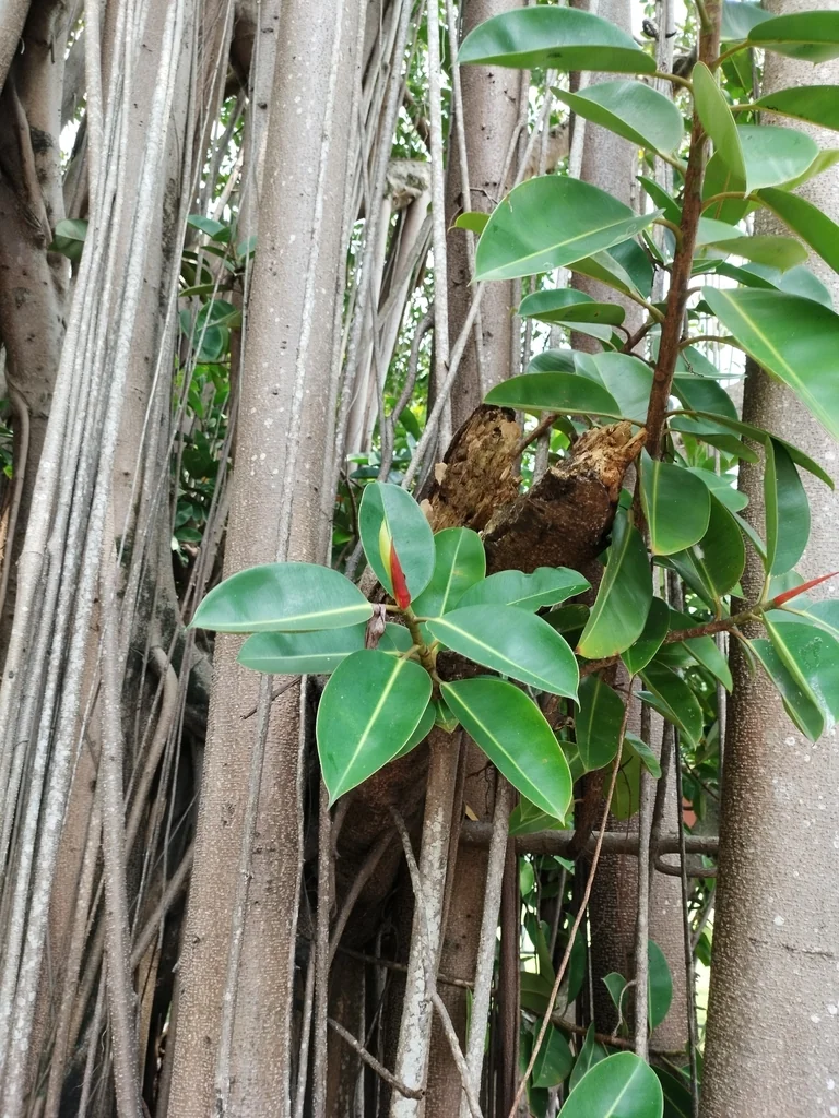 Ficus elastica