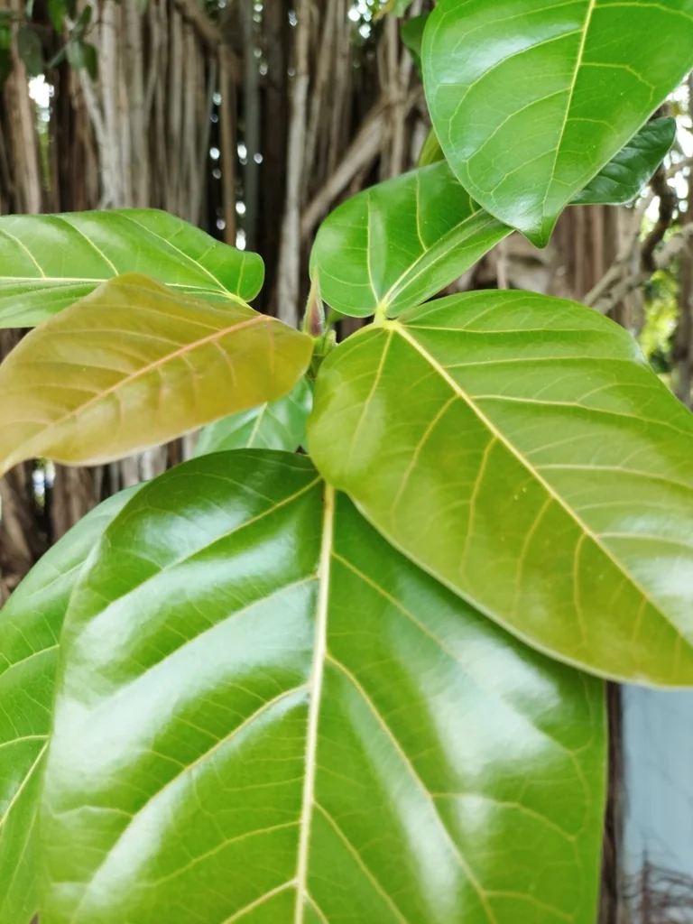 Ficus benghalensis