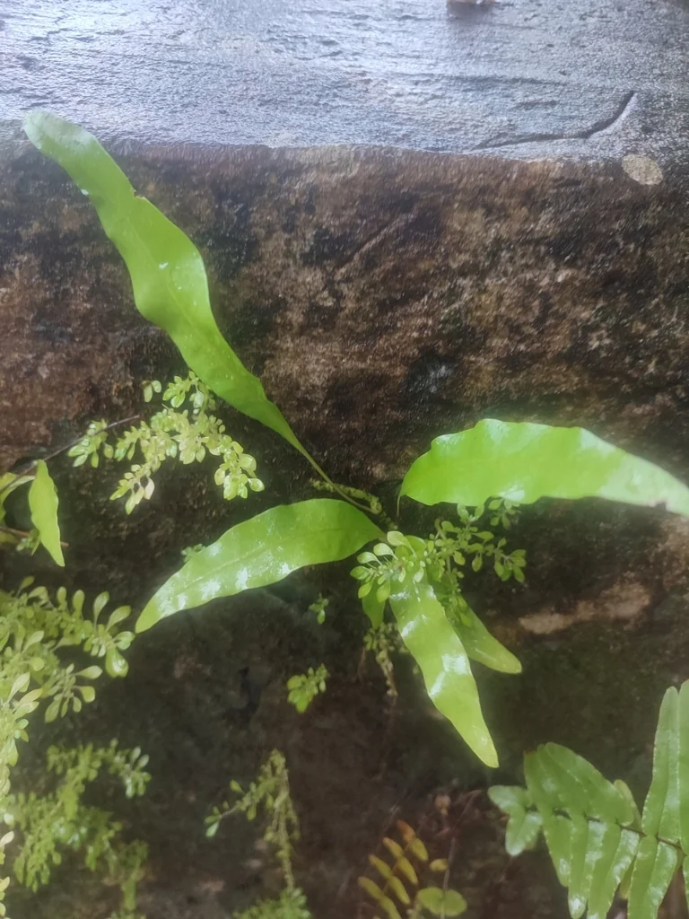 Polypodium Scolopendria