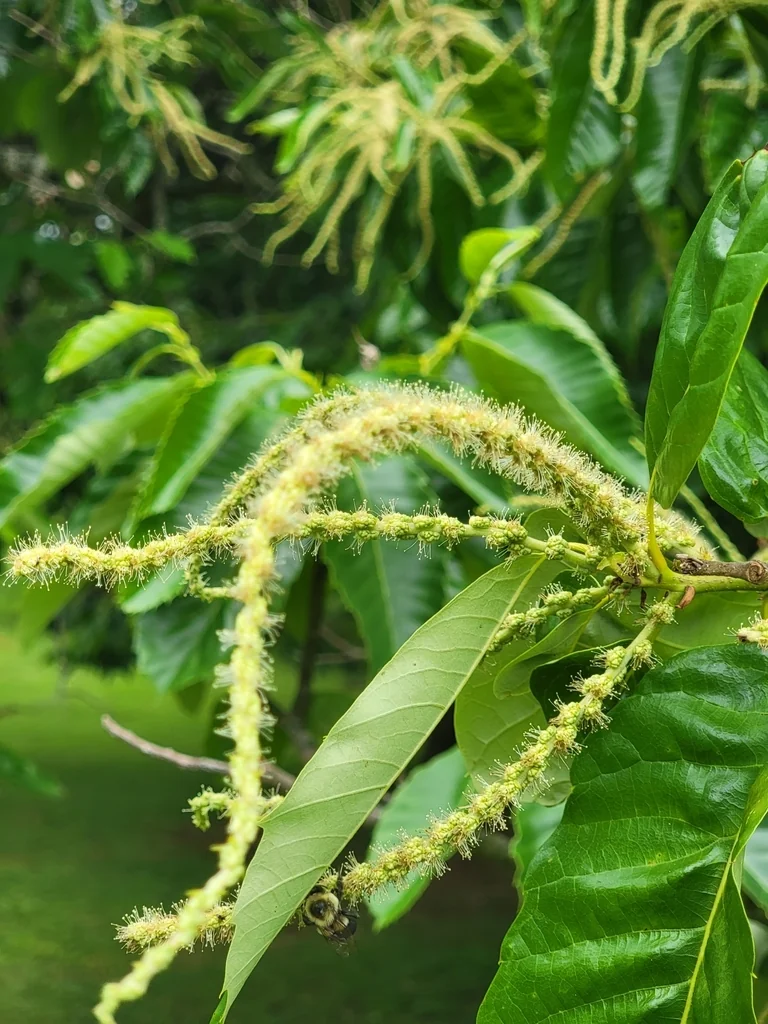 Castanea Mollissima