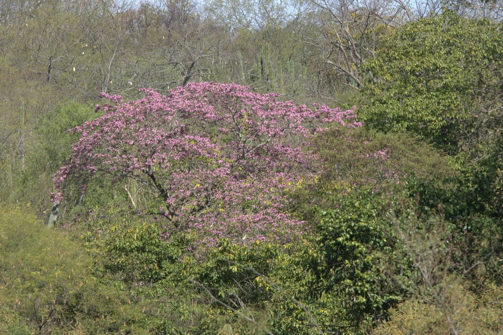 Tabebuia Impetiginosa