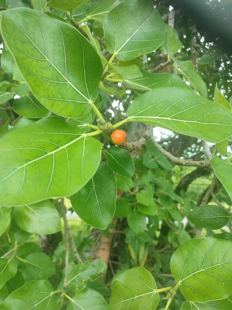 Ficus benghalensis