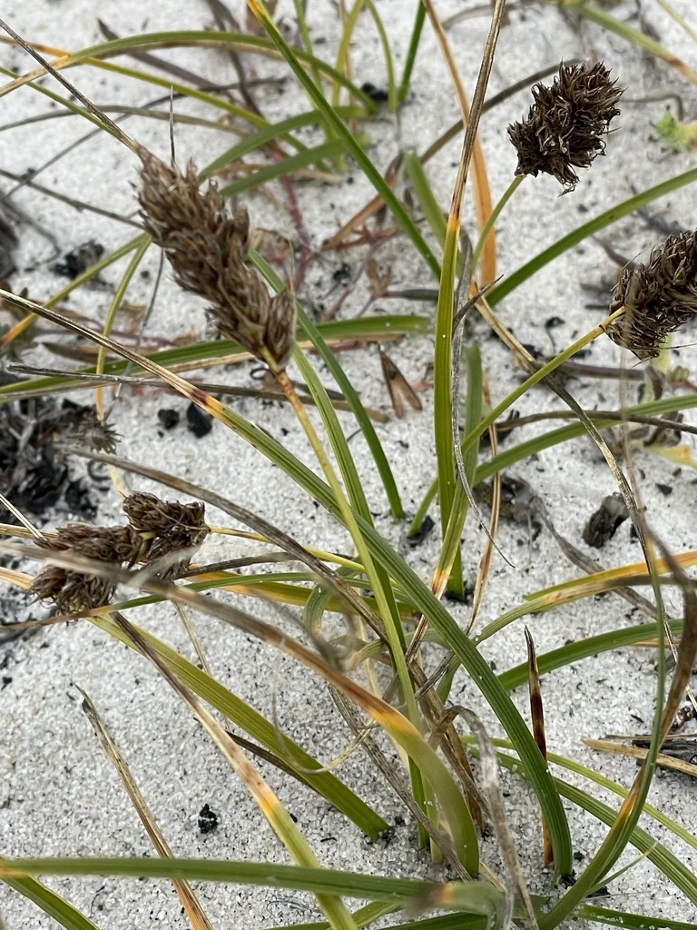 Carex Praegracilis
