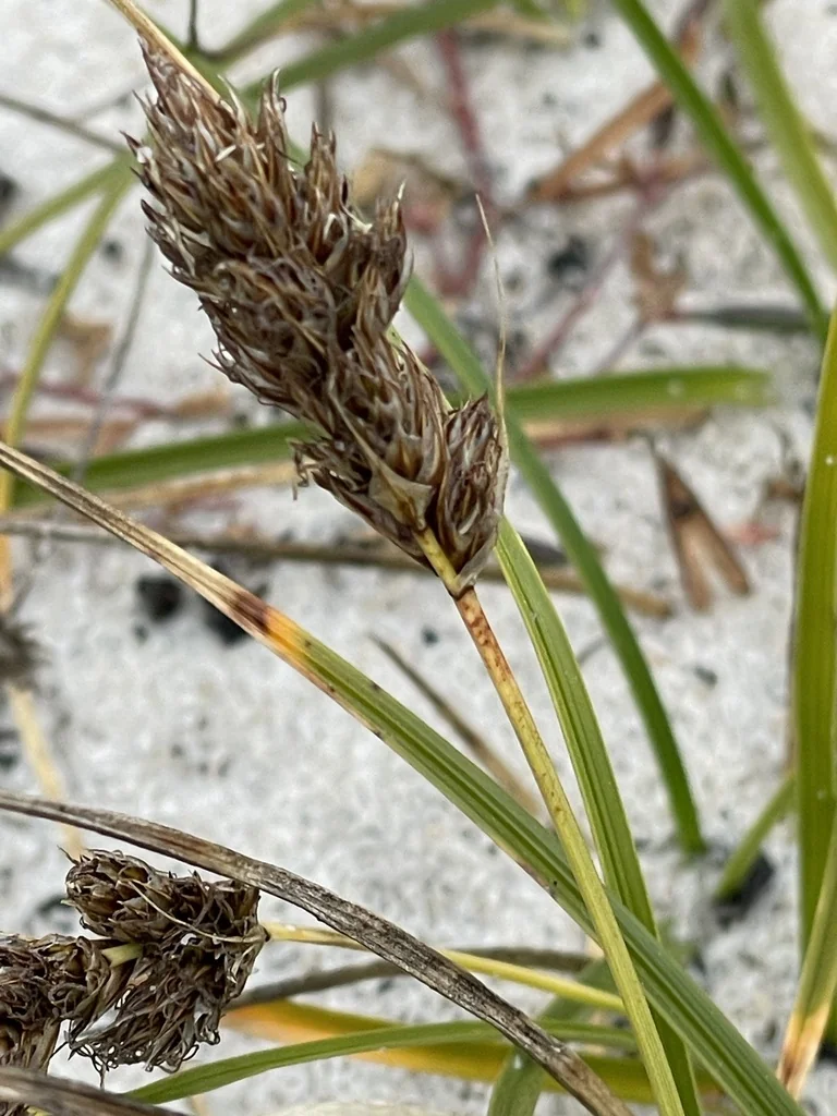 Carex Praegracilis