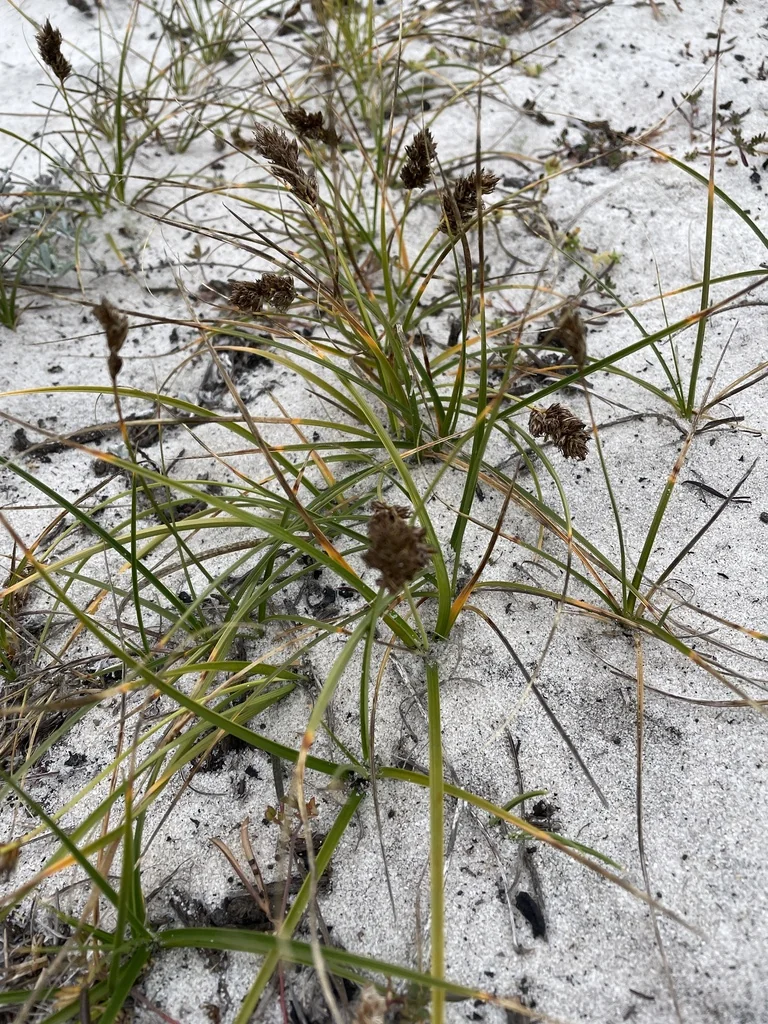 Carex Praegracilis