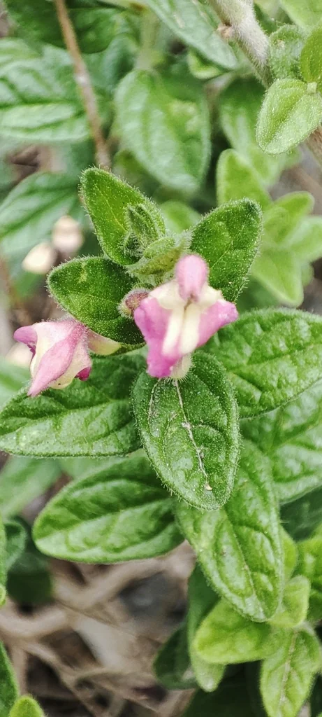 Scutellaria Suffrutescens