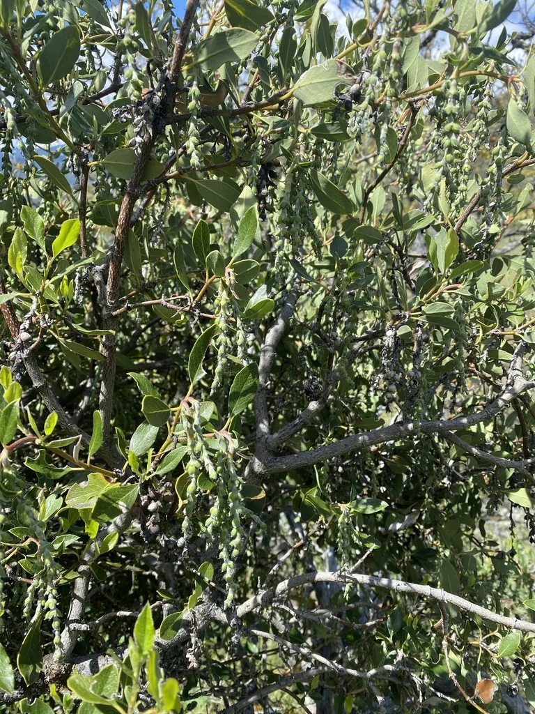 Garrya Fremontii