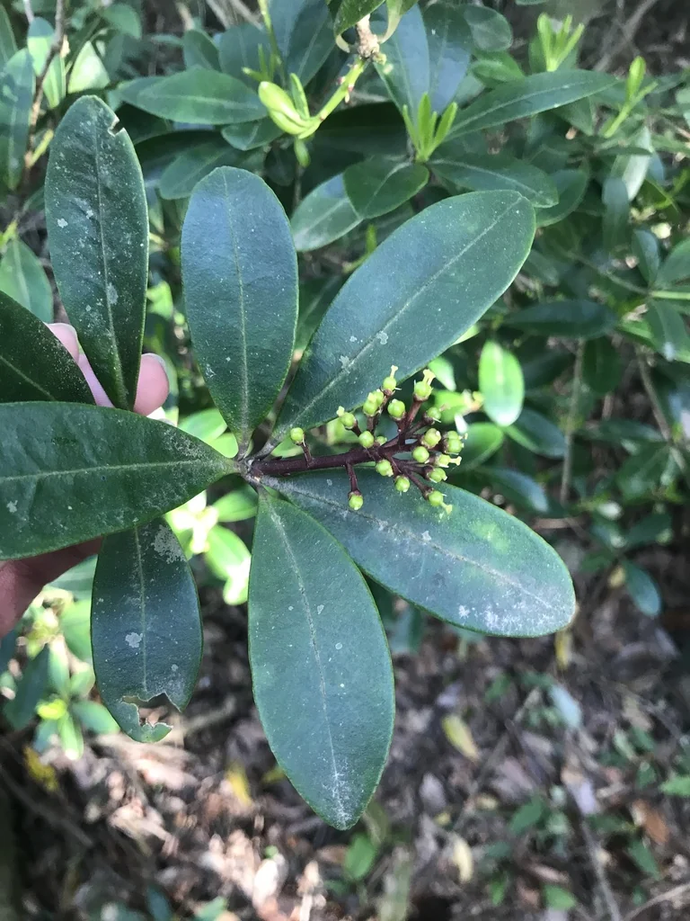 Skimmia Japonica