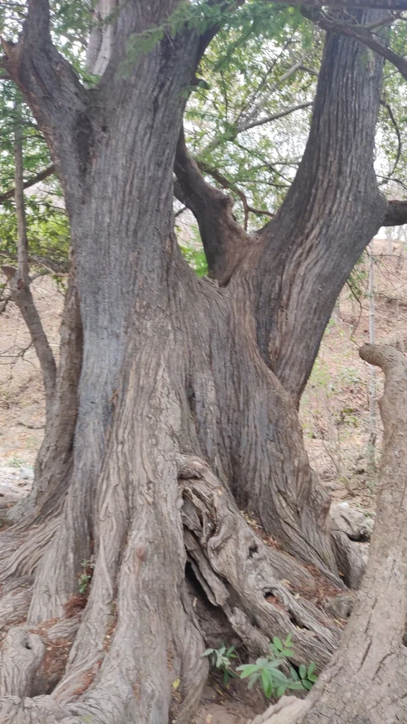 Taxodium Mucronatum