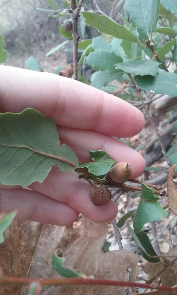 Quercus X Acutidens