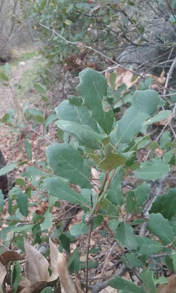 Quercus X Acutidens