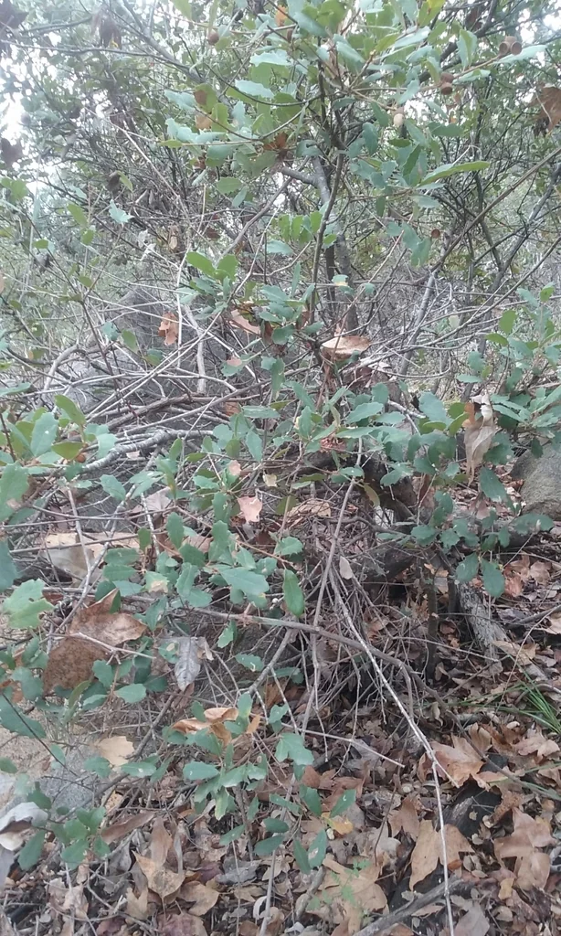 Quercus X Acutidens