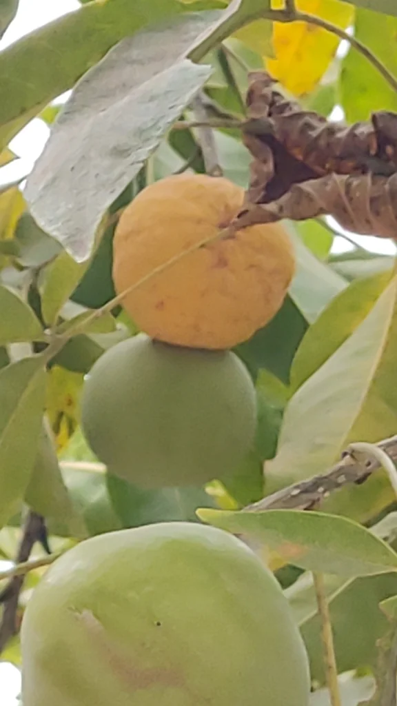 Casimiroa Edulis