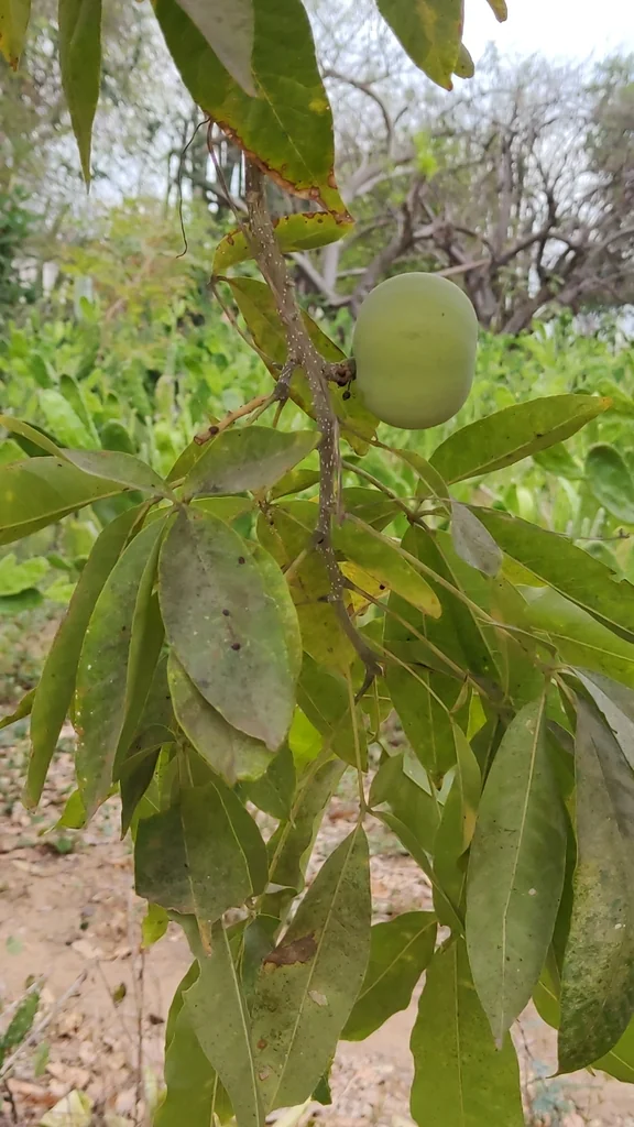 Casimiroa Edulis